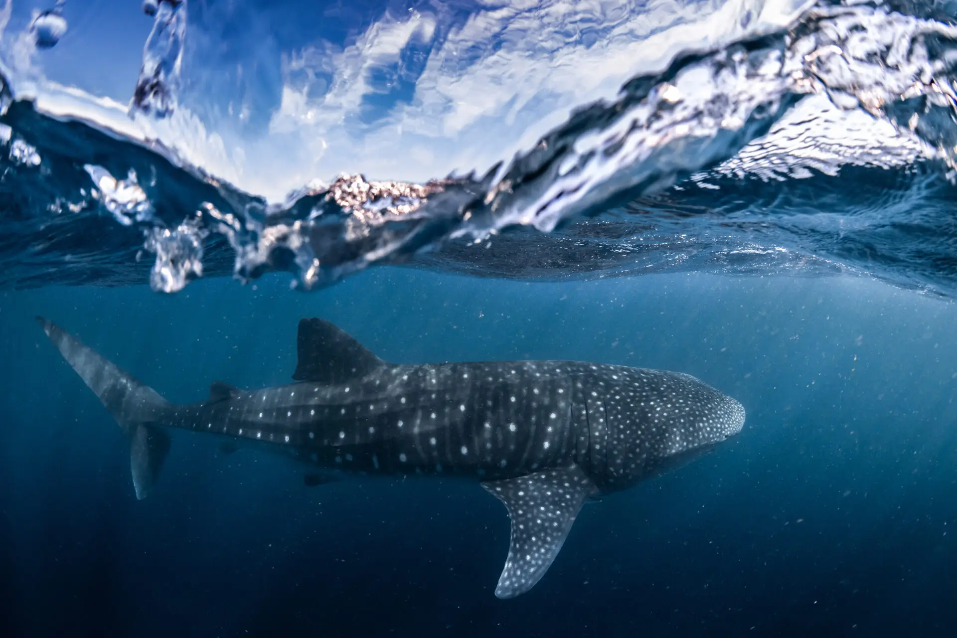 Coral Coast, Ningaloo Reef, WA, Australia