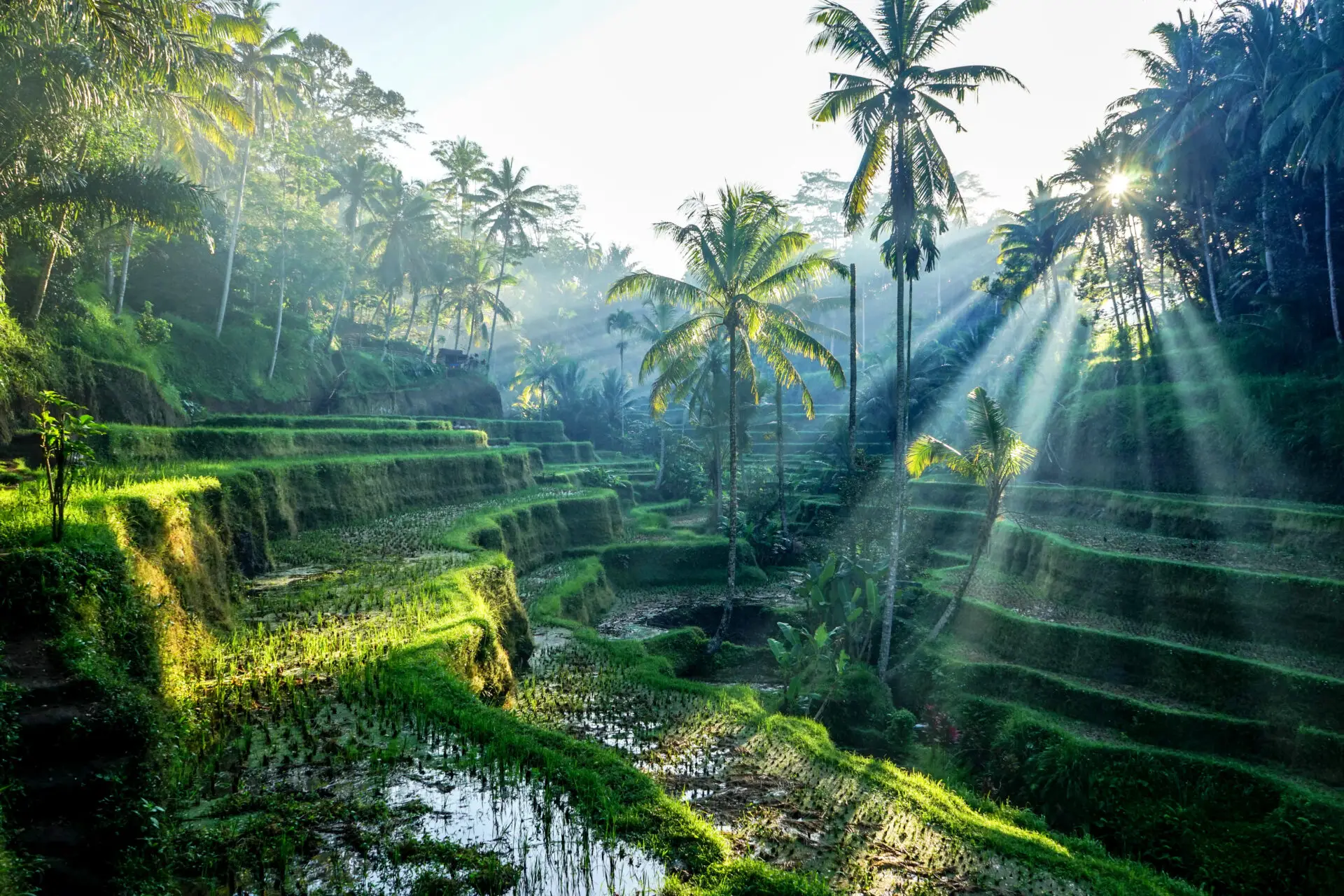 Indonesia, Bali, Rice terraces