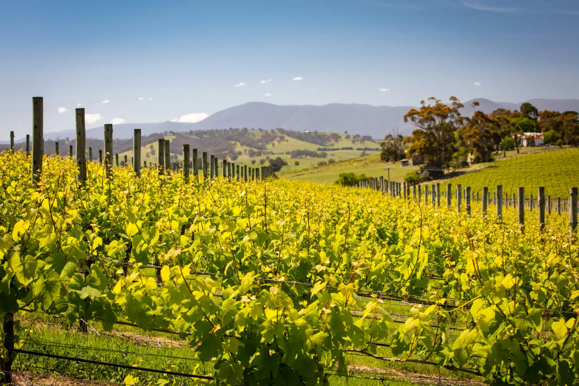 Yarra Valley, VIC, Australia